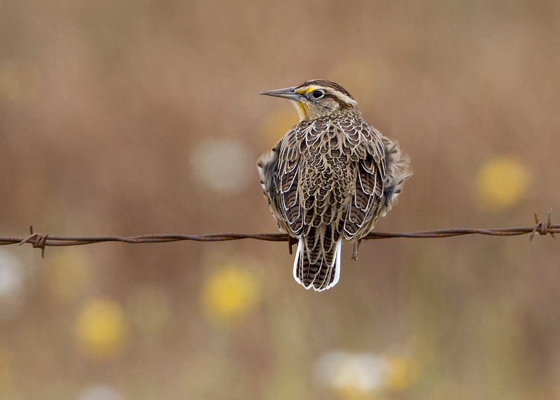 Western Meadowlark