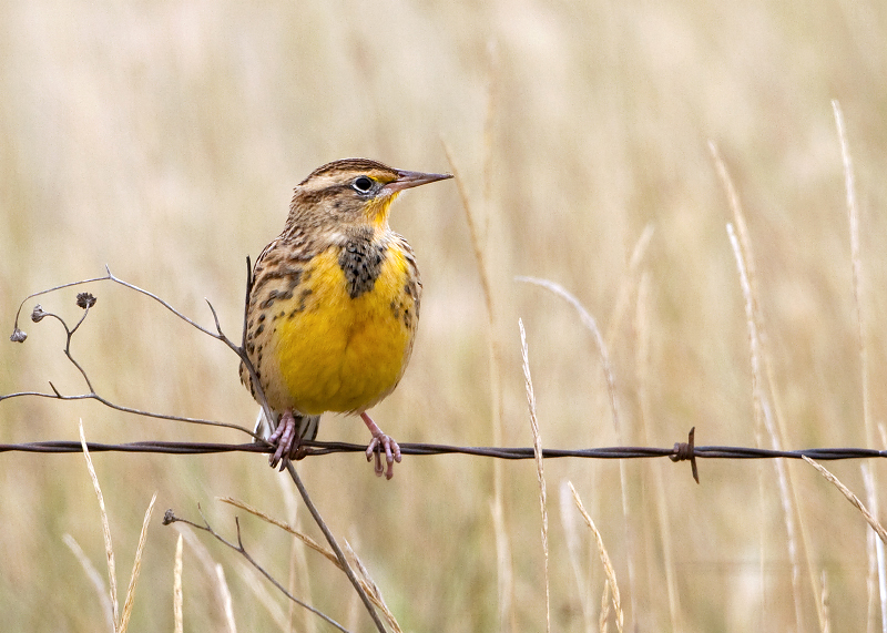 Western Meadowlark