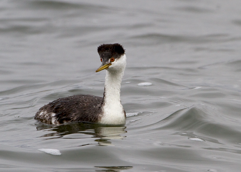 Western Grebe