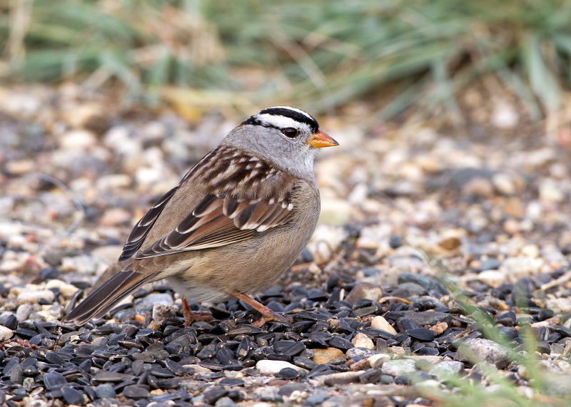 White-crowned Sparrow