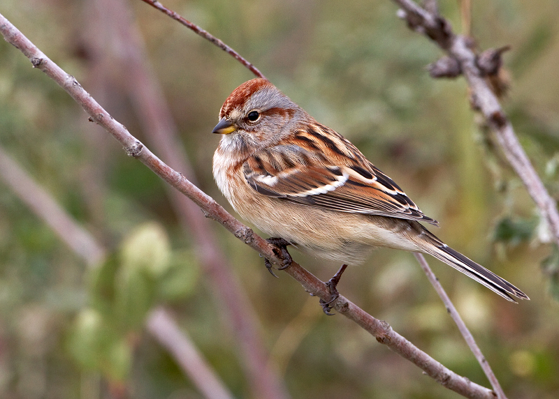 American Tree Sparrow