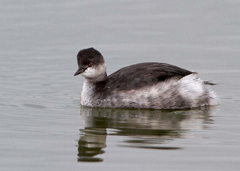 Eared Grebe