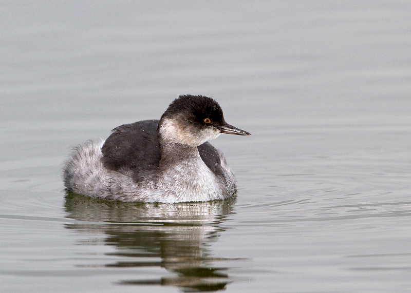 Eared Grebe