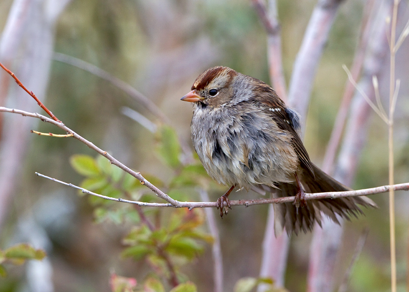 White-crowned Sparrow
