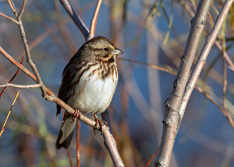 Song Sparrow