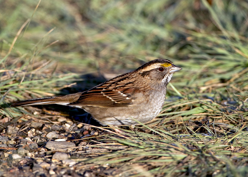 White-throated Sparrow