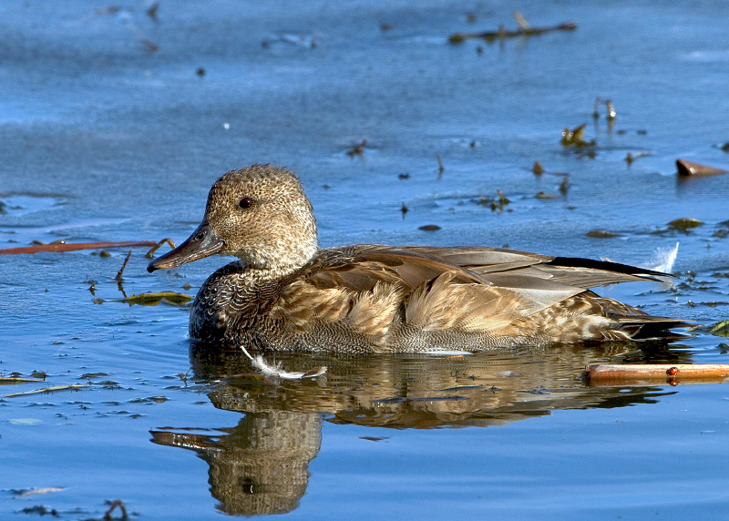 Gadwall