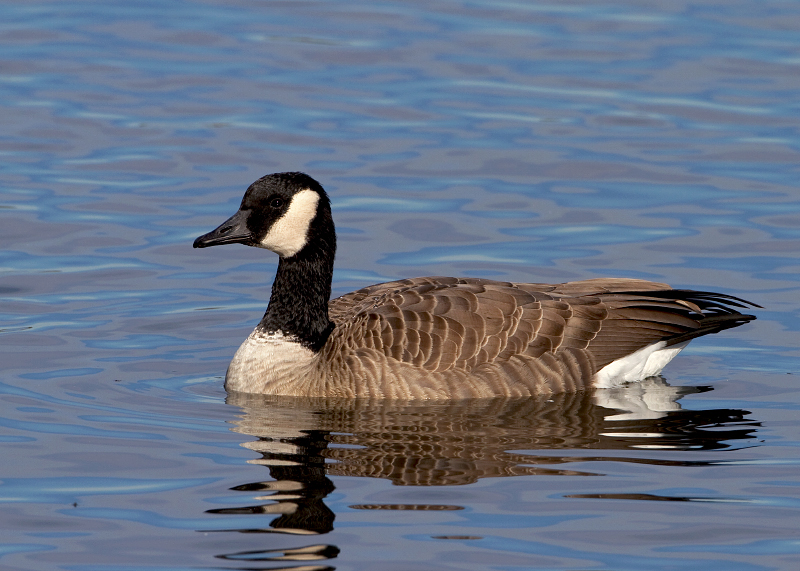 Canada Goose