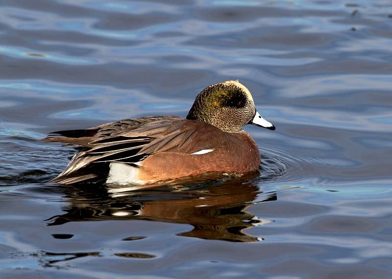 American Wigeon