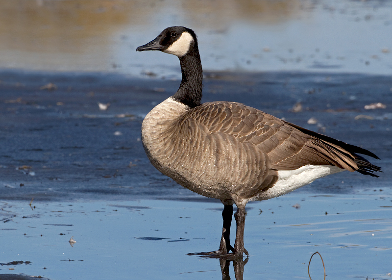 Canada Goose