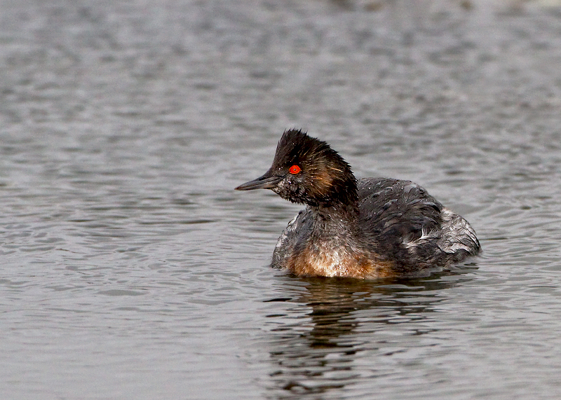 Eared Grebe
