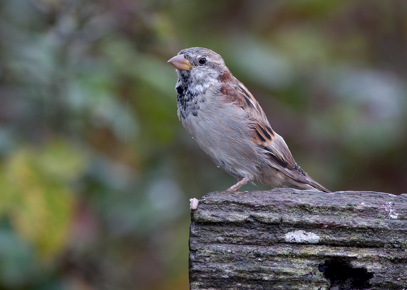 House Sparrow