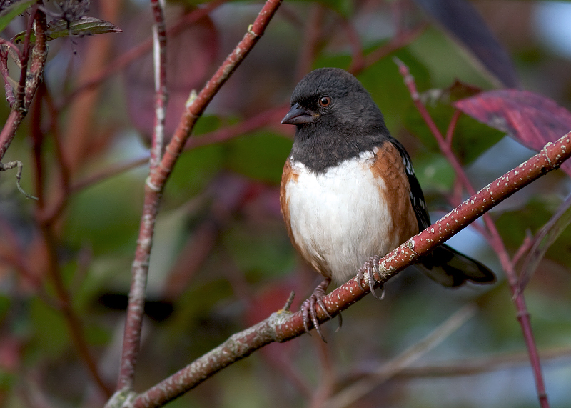 Spotted Towhee