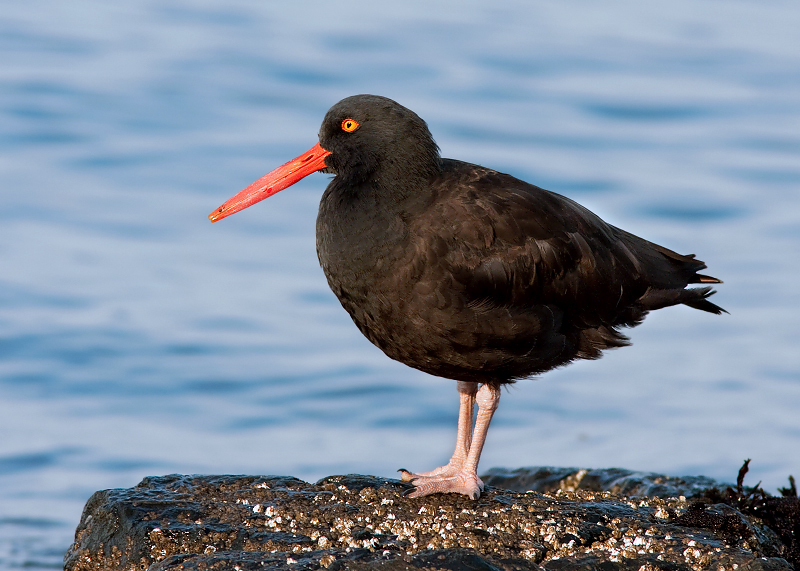 Black Oystercatcher