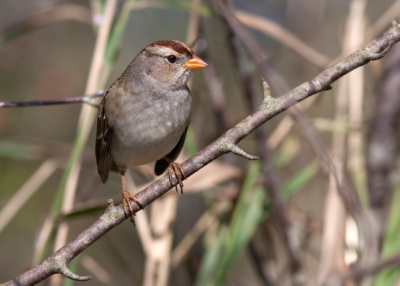 White-crowned Sparrow