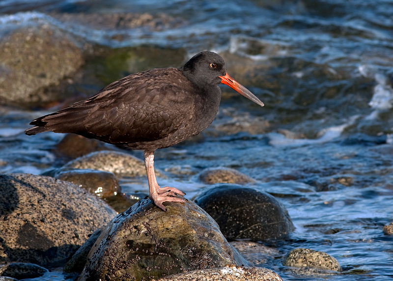 Black Oystercatcher