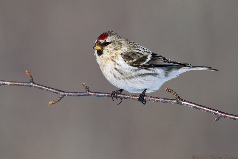 Hoary Redpoll