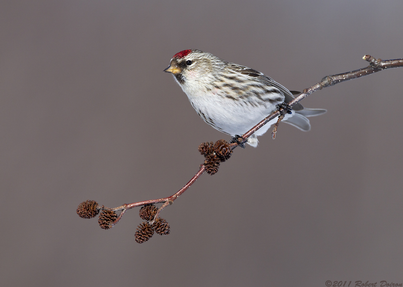 Common Redpoll