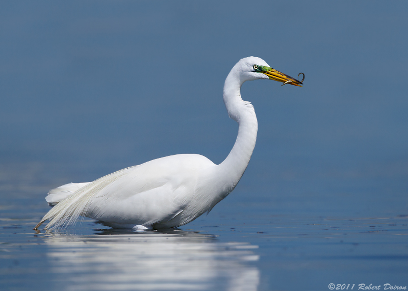 Great Egret