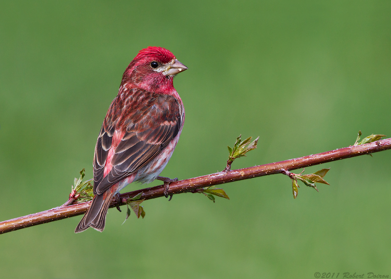 Purple Finch