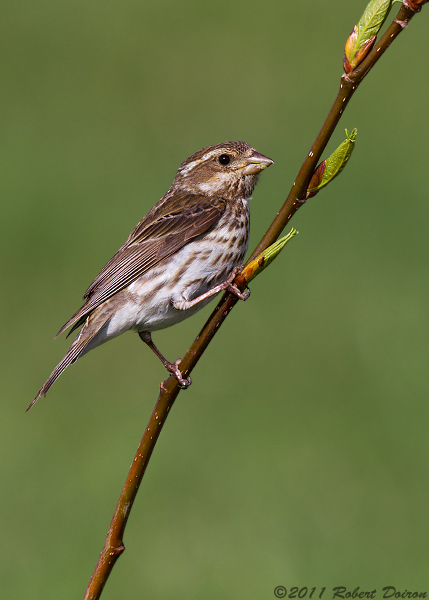 Purple Finch