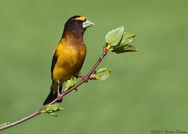 Evening Grosbeak