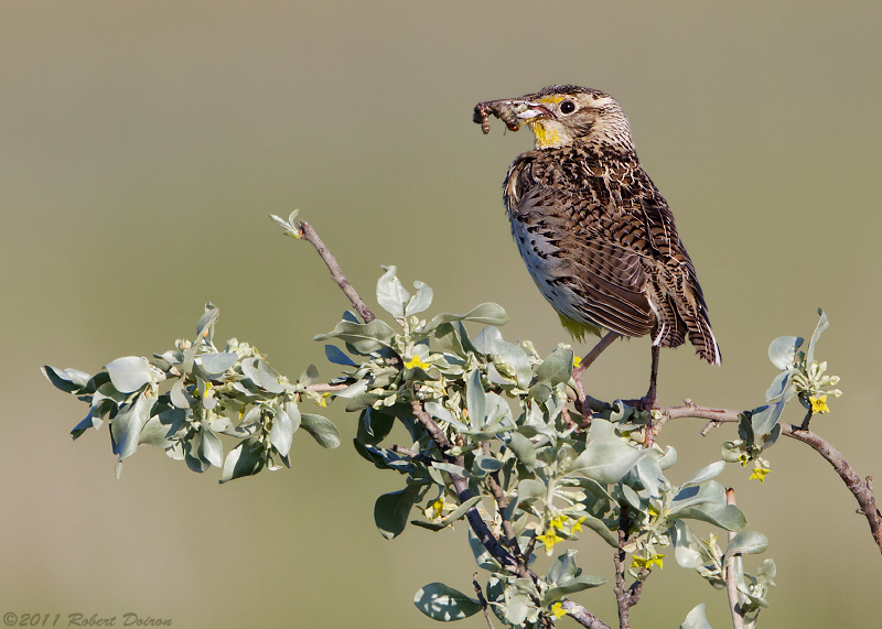 Western Meadowlark