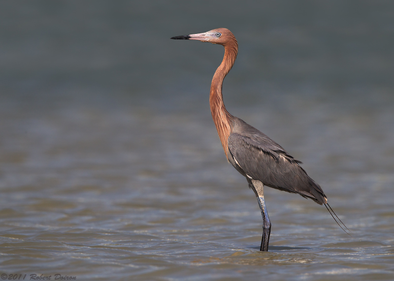 Reddish Egret