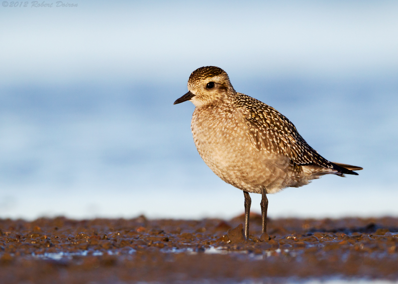 American Golden-Plover