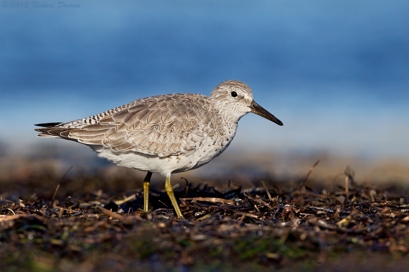 Red Knot