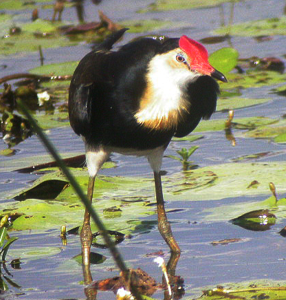 Comb-crested Jacana (Irediparra gallinacea)