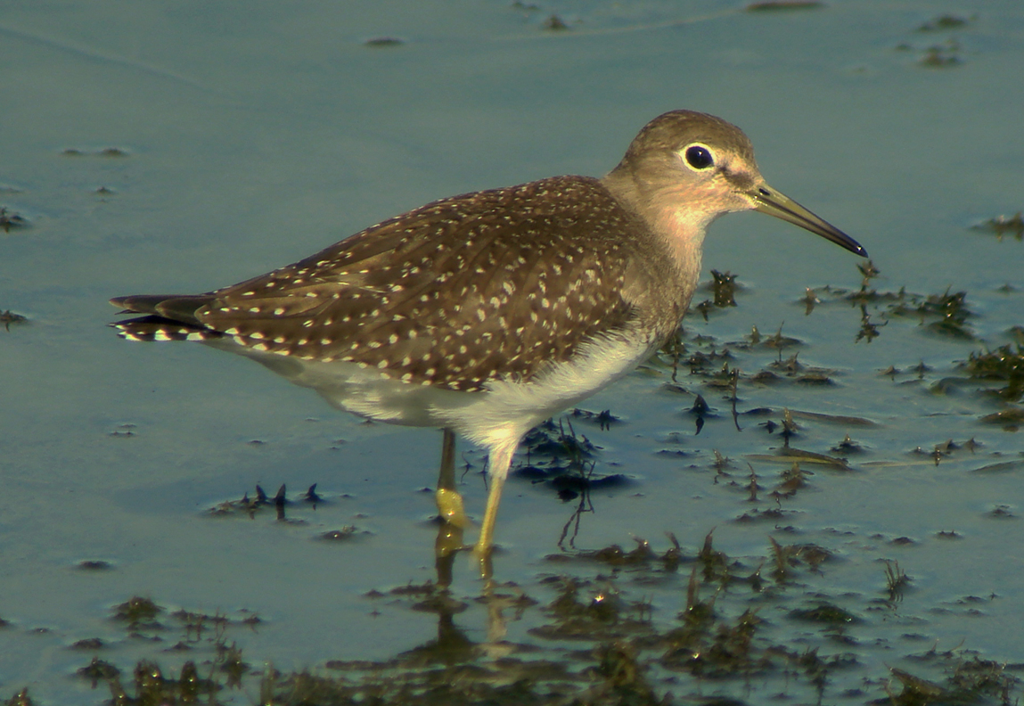 Solitary Sandpiper (Tringa solitaria)