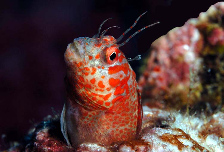 Red Sea 2007