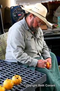 This man decorates pumpkins at the Saratoga Farmer's Market.