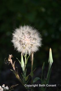 What IS this? Not a dandy though it resembles one.