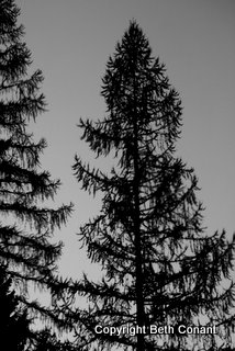 From the train the trees look taller than ever!