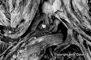 Old cedar bark is lovely!