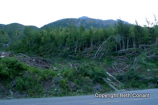 Going to the Sun Road is the site of a winter's avalanche and we can see...