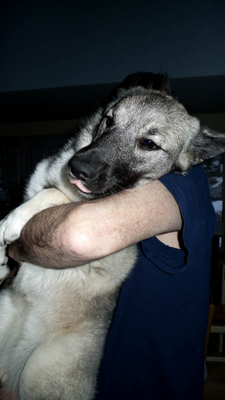 Feb. 3: Lapdog or armdog?