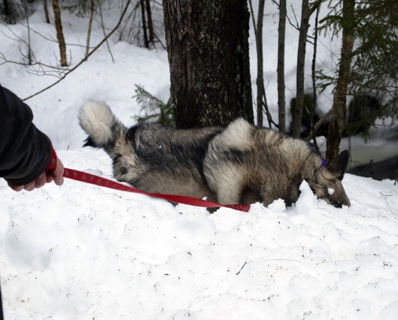 She romps in the snow, because....