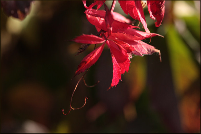 autumn bling
