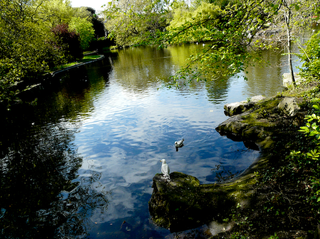 pond reflections