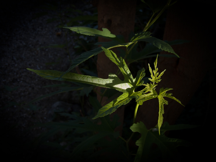 light