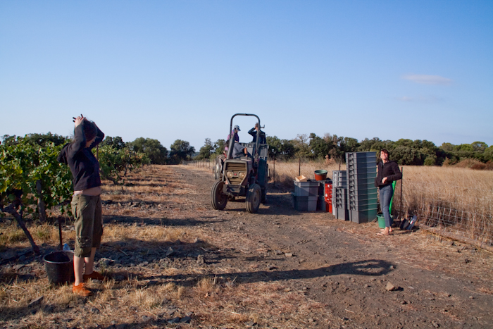 vendanges/grape picking