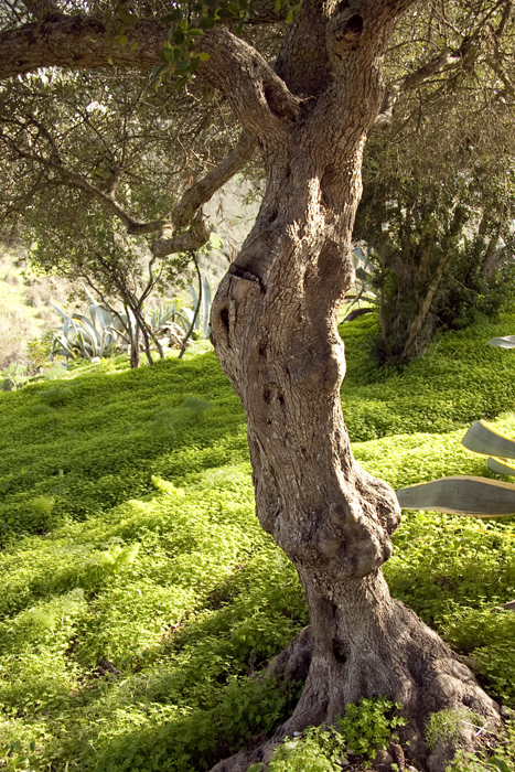olive tree