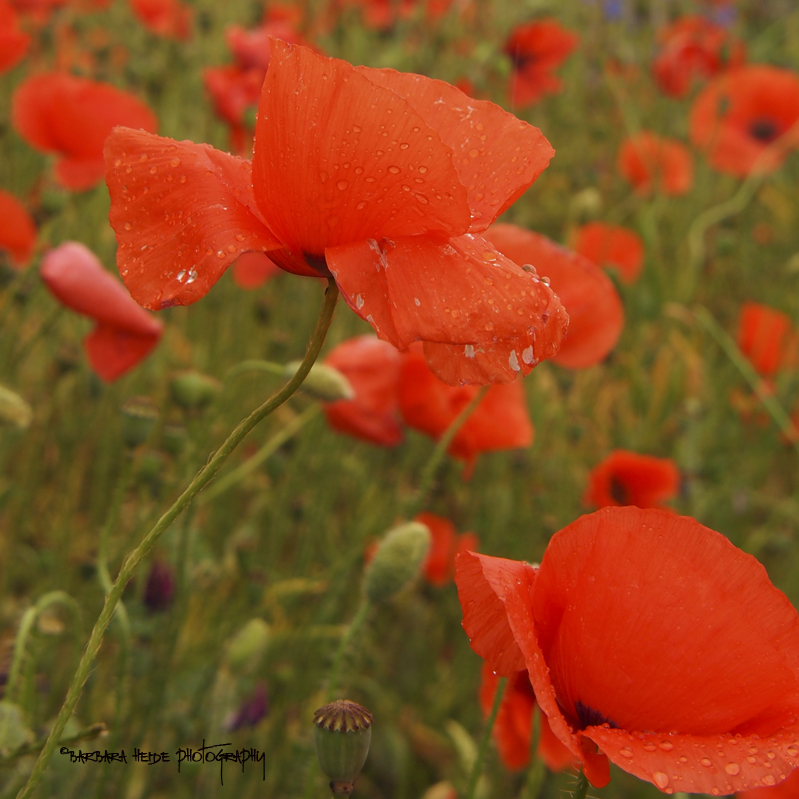 poppies