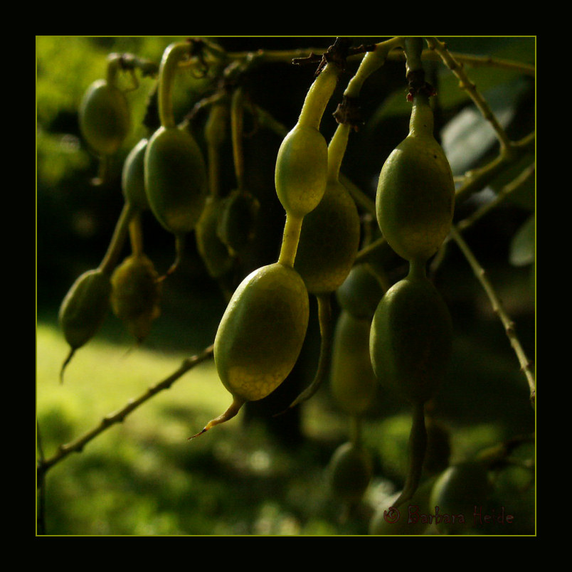 autumn fruit