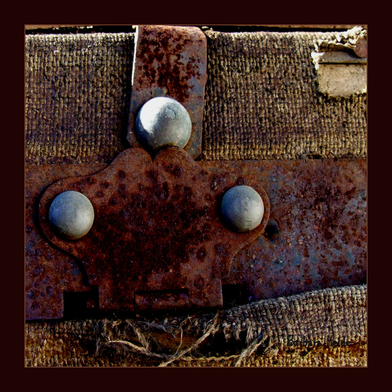 trunk detail
