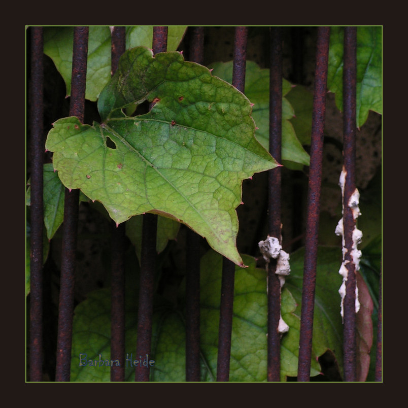 rusty leaf