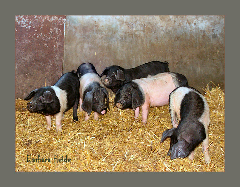 piglets